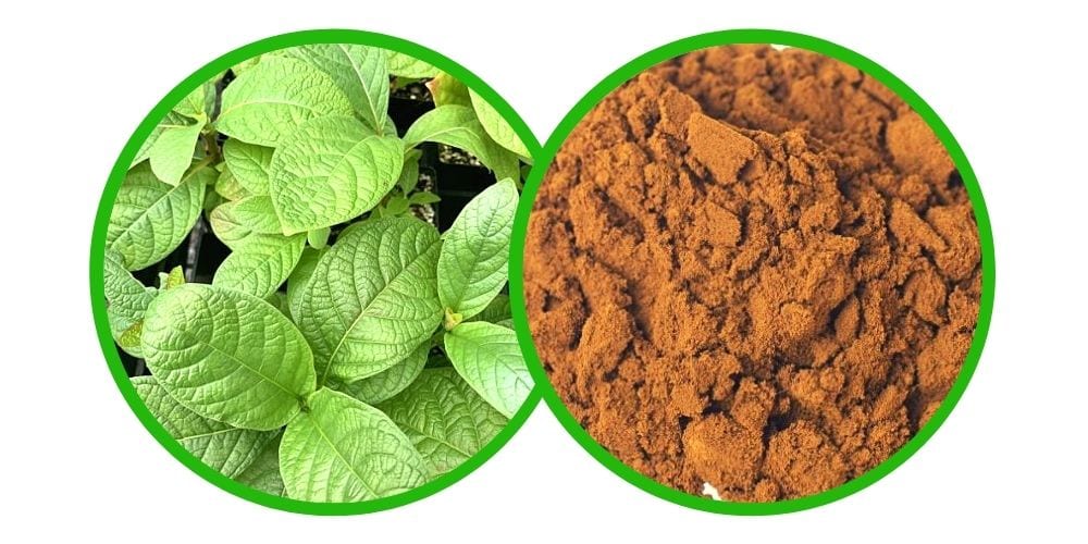 Kra Thum Khok (Mitragyna hirsuta) 50x extrakt – 3g