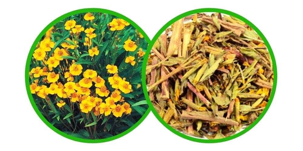 Mexican Tarragon (Tagetes Lucida) - drcená bylina