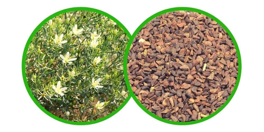 Syrská routa (Peganum harmala) semena