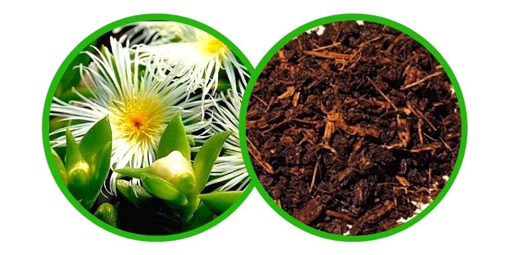 Kanna (Sceletium Tortuosum) - extrakt smoke