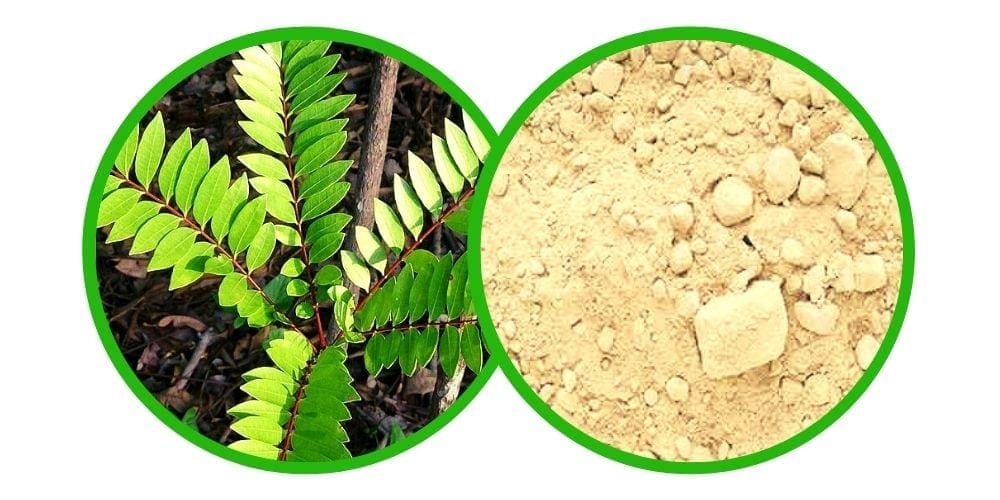 Tongkat Ali (Eurycoma longifolia) Extrakt 50x