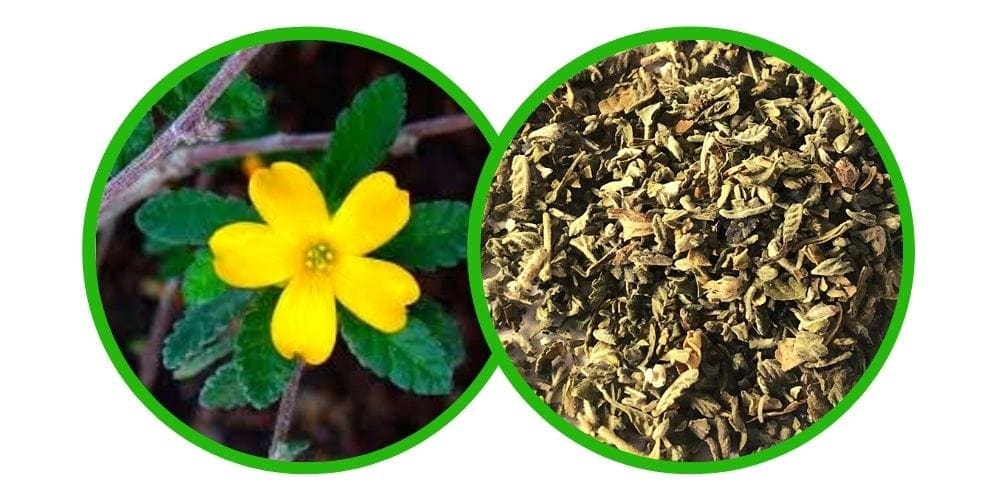 Damiana (Turnera diffusa) - Drcená Bylina - 40 g