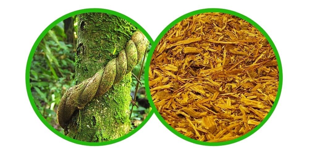 Banisteriopsis caapi - Yellow, cielo - 40g