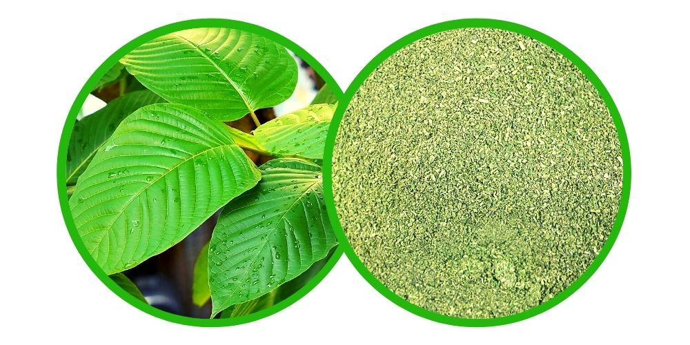 Kratom Sulawesi Maeng Da White