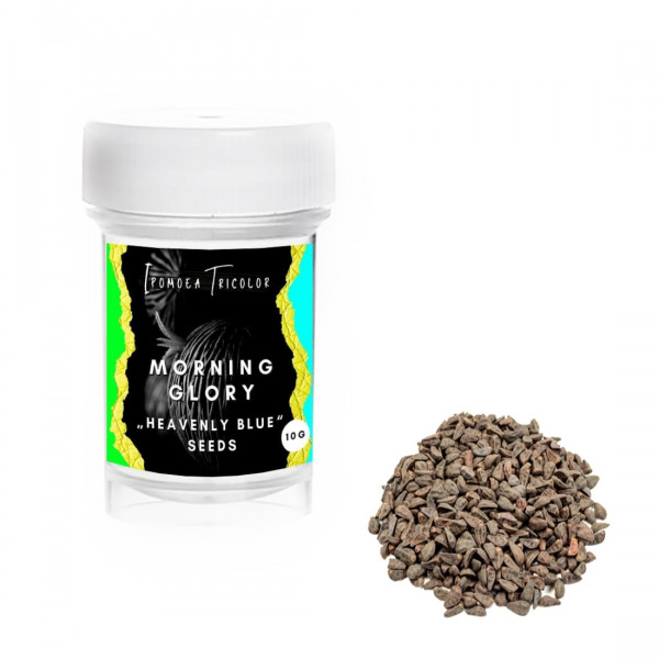 Morning Glory Morning Glory