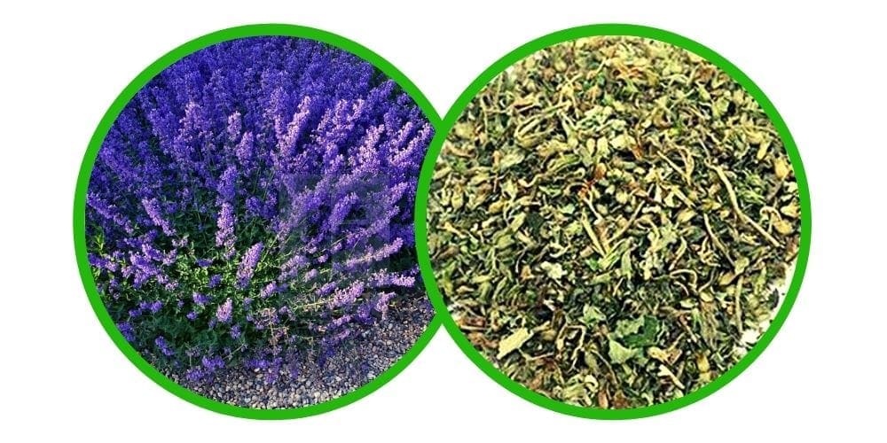 Šanta kočičí (Nepeta cataria) -