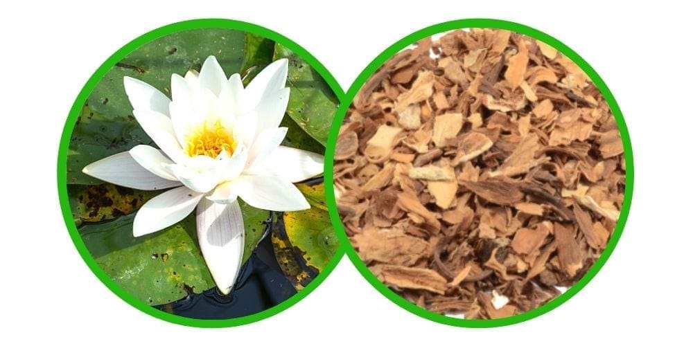 Bílý leknín (Nymphaea alba) - Drcená bylina - 10g