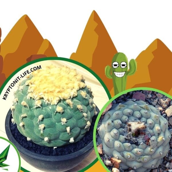 Sada na pěstování kaktusu - Decipiens - Lophophora williamsii