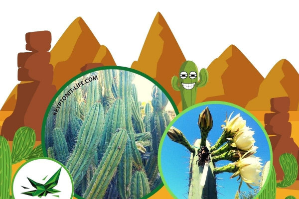 Sada na pěstování kaktusu - Macrogonus - Trichocereus macrogonus Sada na pěstování kaktusu - Macrogonus - Trichocereus macrogonus