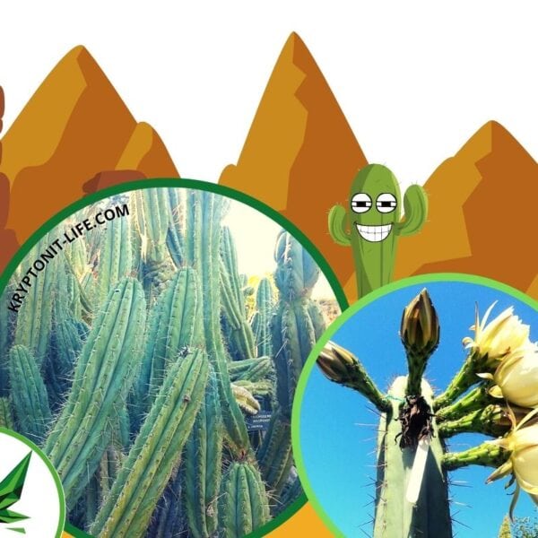 Sada na pěstování kaktusu - Macrogonus - Trichocereus macrogonus