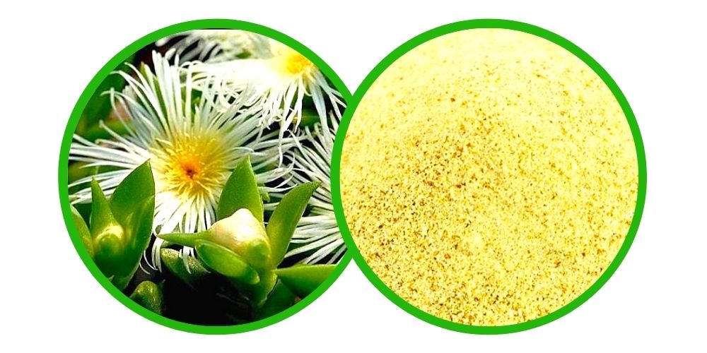 Kanna (Sceletium tortuosum) - High Extract - Extreme