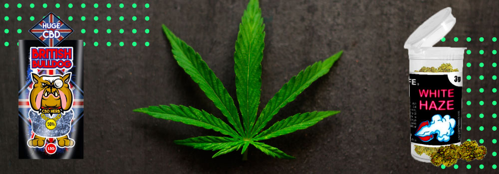 CBD, CBG, CBD extrakt, pryskyřice