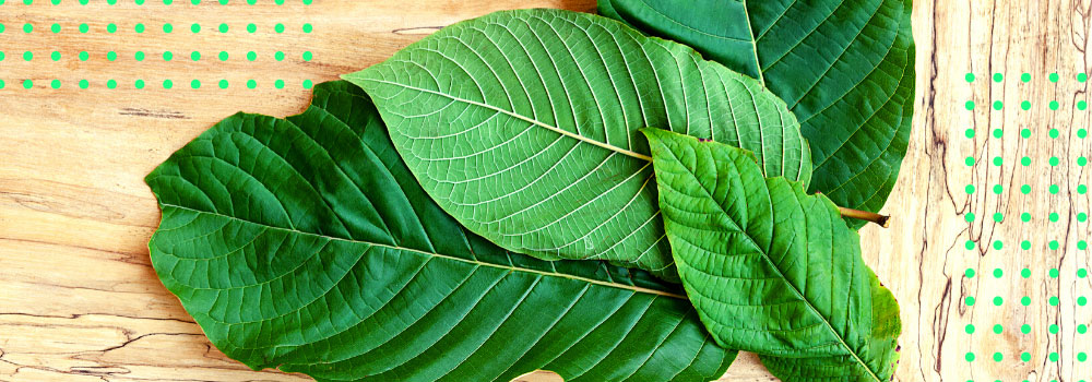Kratom Prodej - Kvalitní kratom