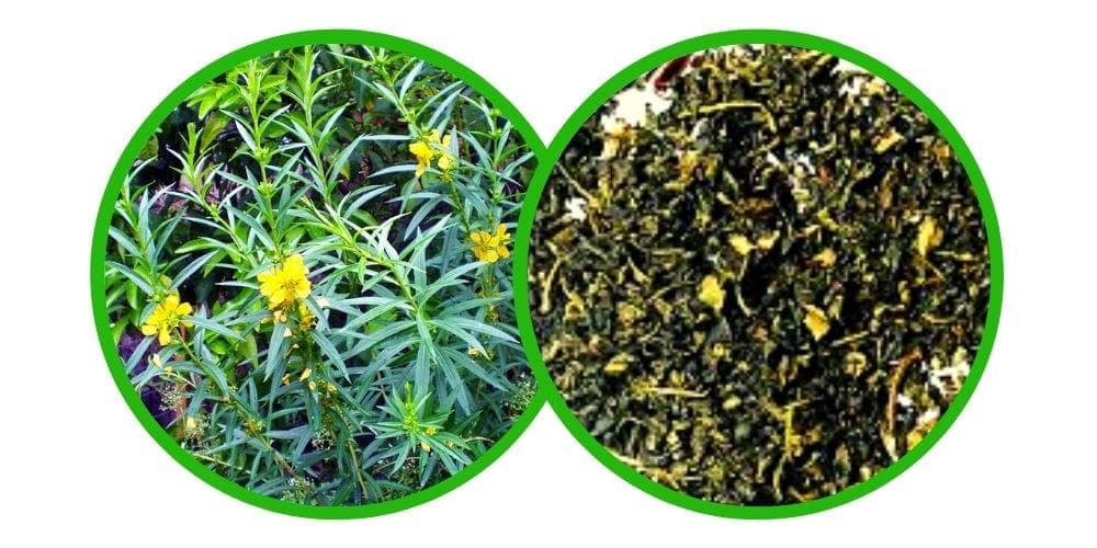 Sinicuichi (Heimia Salicifolia) 10x extrakt - 1 g