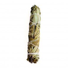 Yerba Santa (Eriodictyon Californicum) - 1 svazek - 23 cm