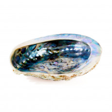 Abalone mušle k vykuřování - 10 až 16 cm