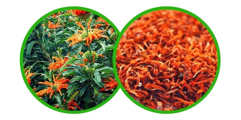 Wild dagga (Leonotis leonurus) - Drcené Květy