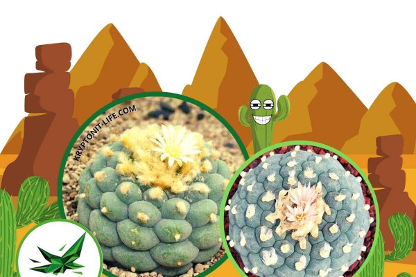 Fricii - Lophophora fricii - Semena Fricii - Lophophora fricii - Semena