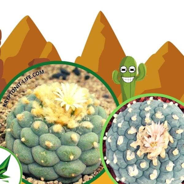 Fricii - Lophophora fricii - Semena