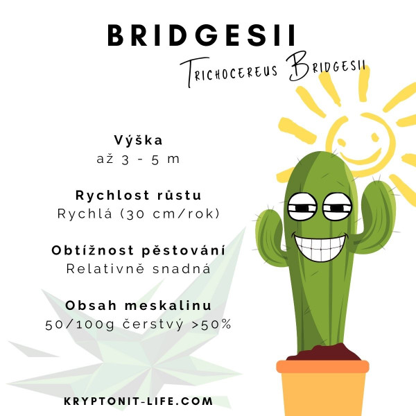 Bridgesii - Trichocereus bridgesii - infromace - alkaloidy Bridgesii - Trichocereus bridgesii - infromace - alkaloidy