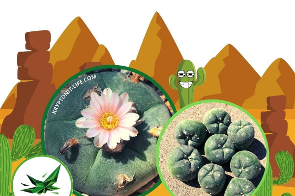 Peyote - Lophophora williamsii - Semena Peyote - Lophophora williamsii - Semena