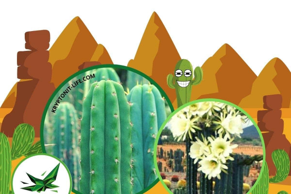 San pedro - Trichocereus pachanoi - Semena San pedro - Trichocereus pachanoi - Semena