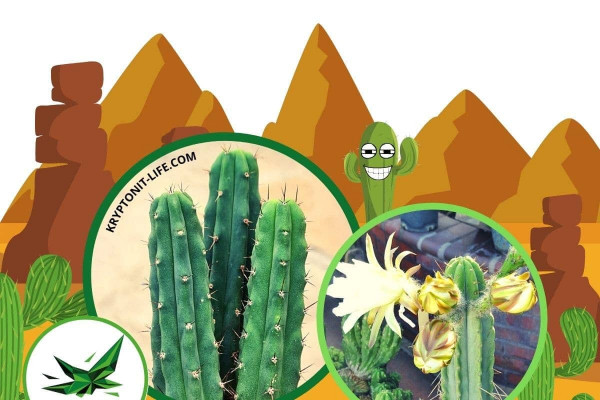 Bridgesii - Trichocereus bridgesii - infromace - alkaloidy Bridgesii - Trichocereus bridgesii - infromace - alkaloidy