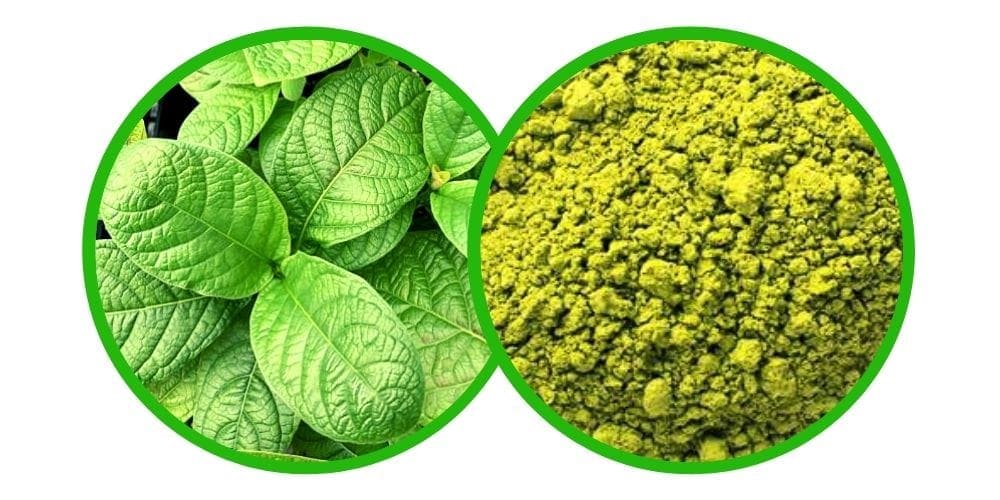 NE-KRATOM - Mitragyna Hirsuta - Prášek