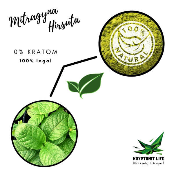 NE-KRATOM - Mitragyna Hirsuta - Prášek NE-KRATOM - Mitragyna Hirsuta - Prášek