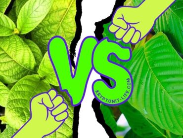 Kratom vs Mitragyna Hirsuta a Javanica - Jaké jsou rozdíly?