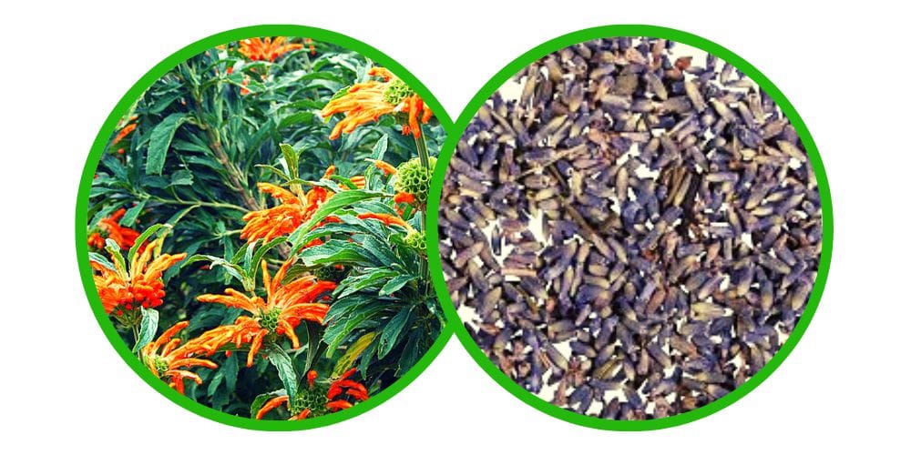 Wild dagga (Leonotis leonurus) - semena