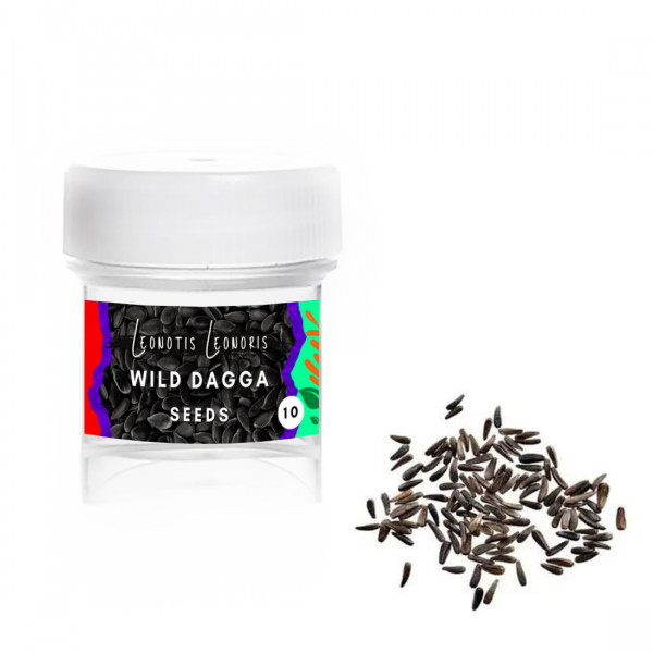 Wild dagga (Leonotis leonurus) - semena Wild dagga (Leonotis leonurus) - semena