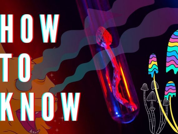 Jak poznat lysohlávku? Lysohlávka kopinatá & Lysohlávka tajemná