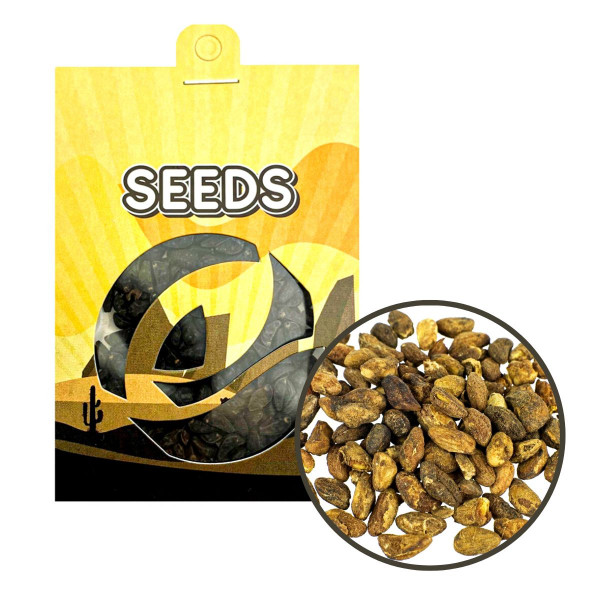 (GH) Voacanga (Voacanga africana) - semena (GH) Voacanga (Voacanga africana) - semena