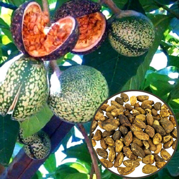 (GH) Voacanga (Voacanga africana) - semena (GH) Voacanga (Voacanga africana) - semena