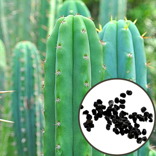 San pedro - Trichocereus pachanoi - Semena - 20x San pedro - Trichocereus pachanoi - Semena - 20x