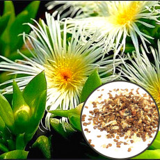 Kanna (Sceletium Tortuosum) - semena - 10x