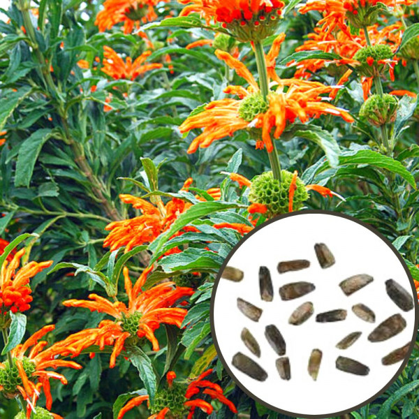Wild dagga (Leonotis leonurus) - semena - 20x Wild dagga (Leonotis leonurus) - semena - 20x