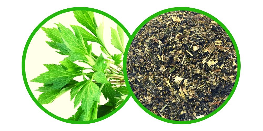Mugwort (Artemisia vulgaris) - drcená bylina