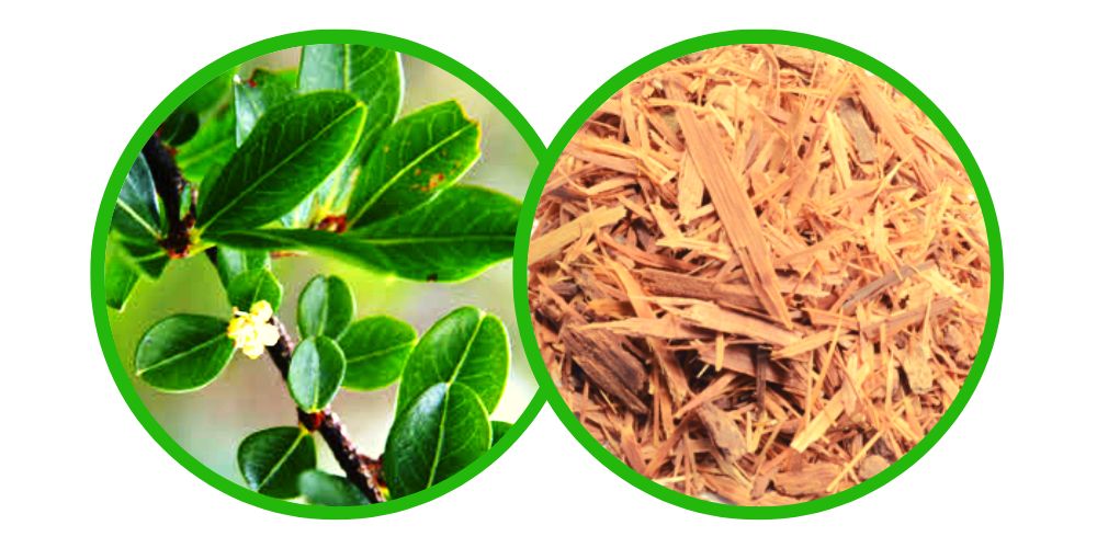 Catuaba (Erythroxylum catuaba) - drcená bylina - 40 g