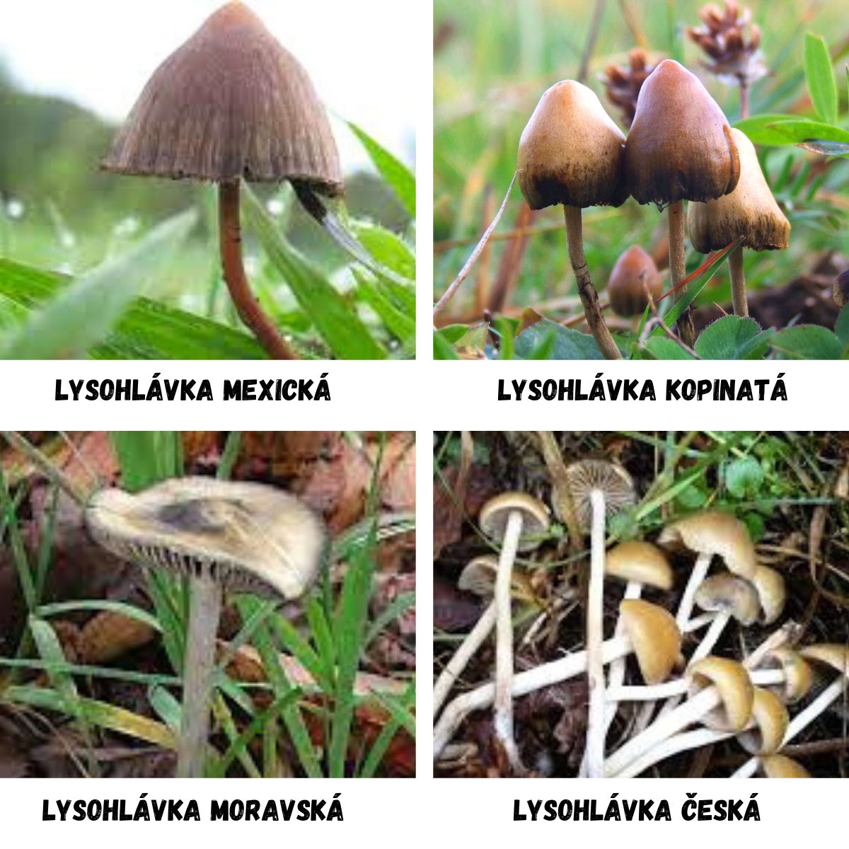Lysohlávky: Jak a Kde je Najít, Rozpoznat, Pěstovat či Dávkovat?