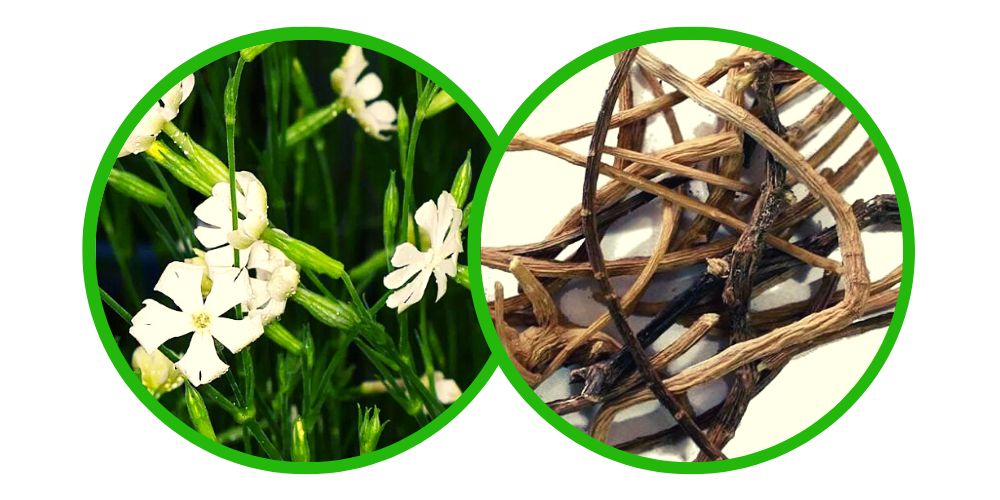 Africký kořen snů (Silene Capensis) - Kořen