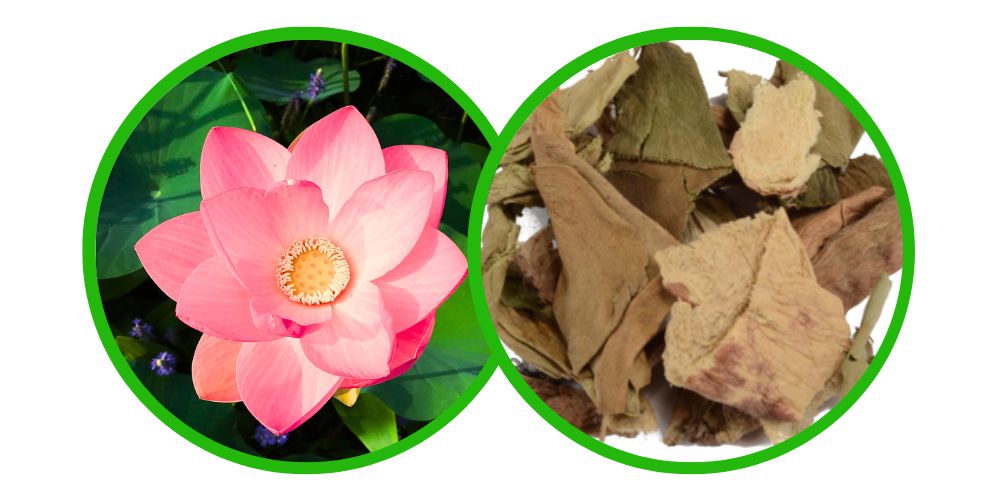 Růžový leknín (Nelumbo Nucifera)