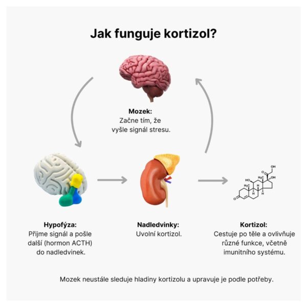 Cortisol Stress Support - komplex pro zvládání stresu | BrainMax Cortisol Stress Support - komplex pro zvládání stresu | BrainMax